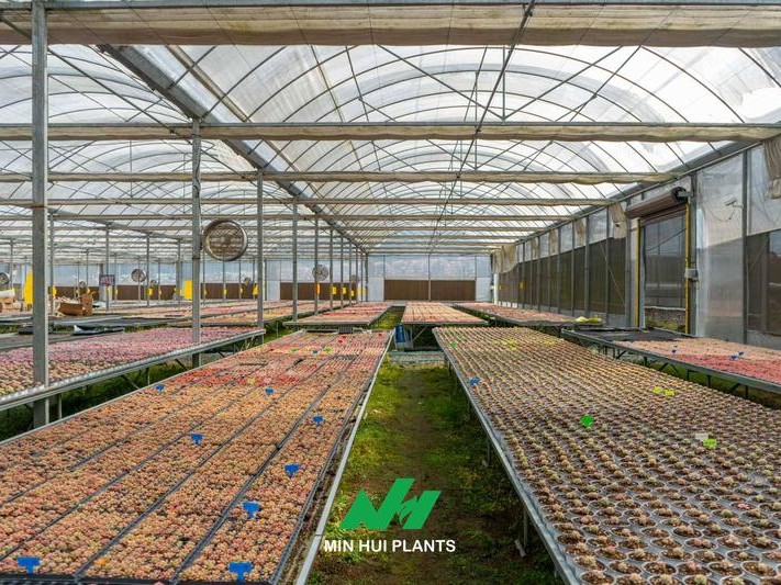 A Succulent Greenhouse Is More Than a Shelter: How Microclimate Control Determines Plant Quality